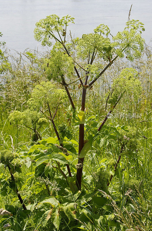 当归(Angelica archangelica)